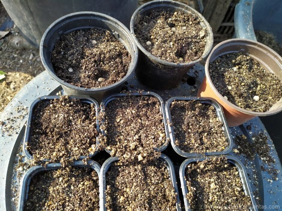 As sementes de chagas germinam facilmente - www.queridasplantas.com