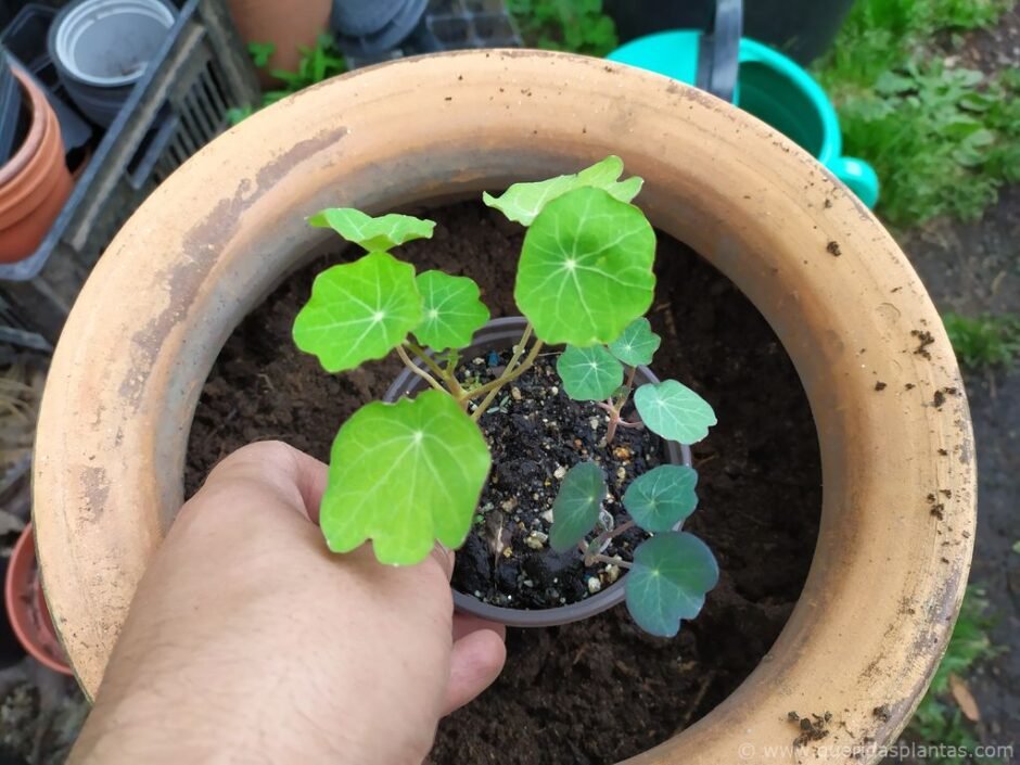 Como plantar chagas em vaso - www.queridasplantas.com
