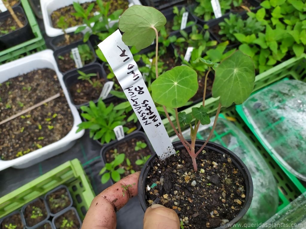 Pequenas plantas germinadas de chagas - Tropaeolum minor 'Empress of India' - www.queridasplantas.com