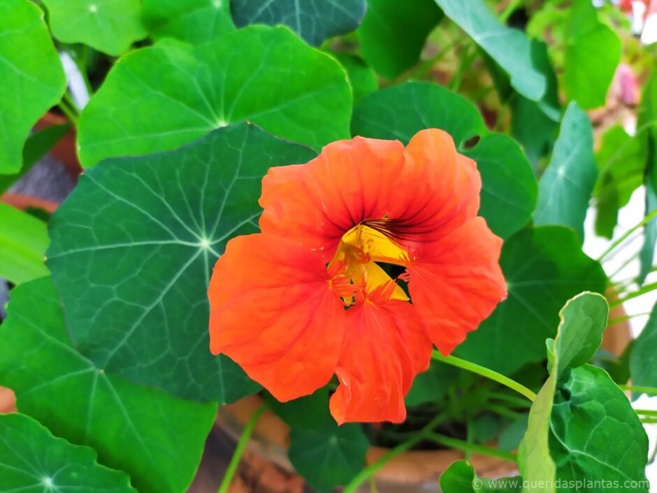 Primeira flor de chagas - Tropaeolum minor 'Empress of India' - www.queridasplantas.com