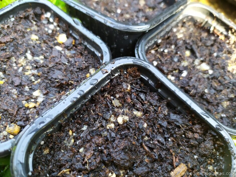 Regar as sementes de capuchinha depois de semeadas - www.queridasplantas.com
