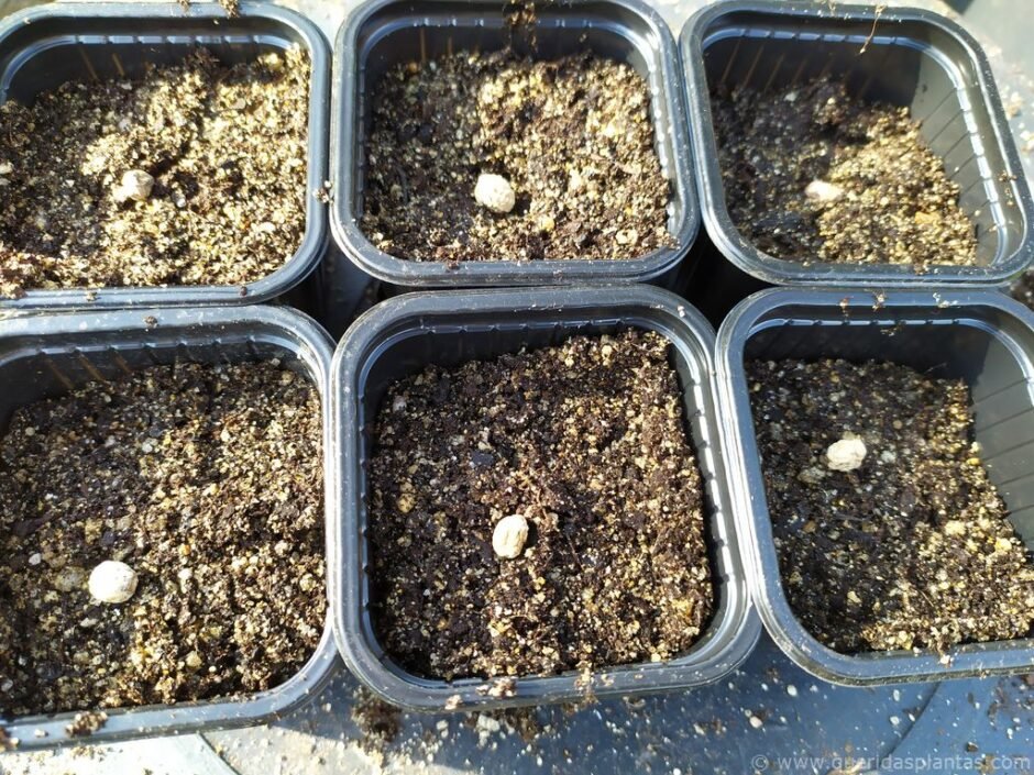 Semear em pequenos vasos individuais as chagas - www.queridasplantas.com