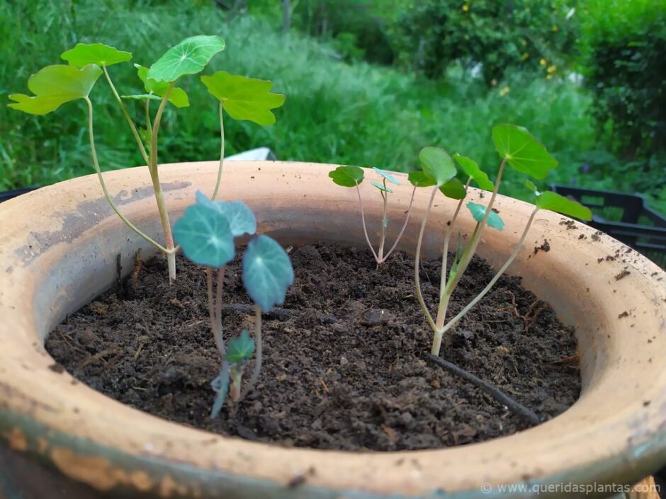 Vaso com pequenas capuchinhas - Tropaeolum minor 'Empress of India' - www.queridasplantas.com