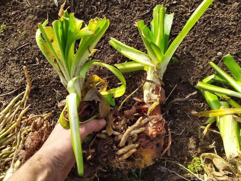 Dividindo agapantos - Cada divisão dará origem a um novo tufo - www.queridasplantas.com