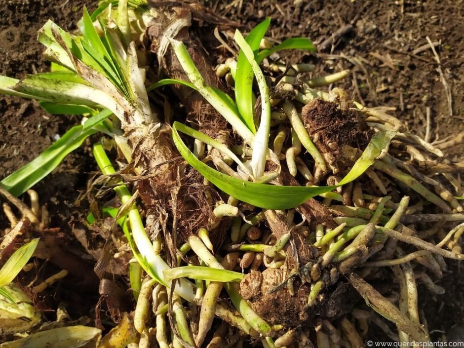 Divisões de agapantos para plantar - www.queridasplantas.com