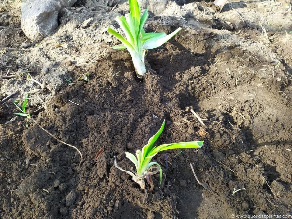 Plantar as divisões individualmente - www.queridasplantas.com