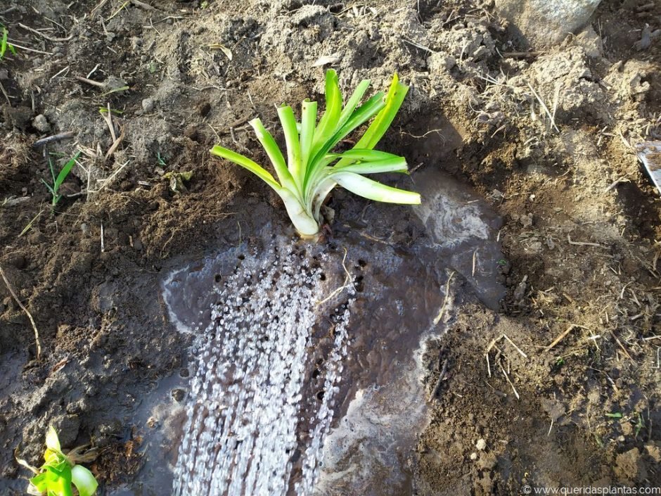 Regar bem os agapantos após o plantio - www.queridasplantas.com