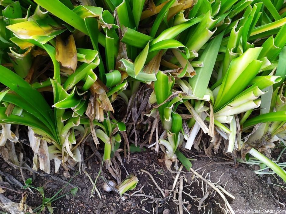 Tufos compactos de agapantos - www.queridasplantas.com