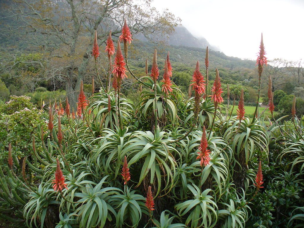 Aloé (Aloe arborescens)