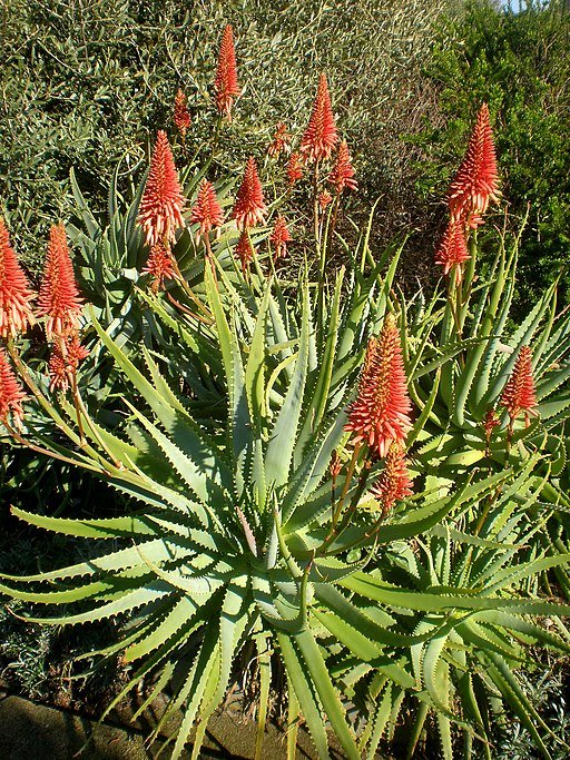 Aloé (Aloe arborescens)