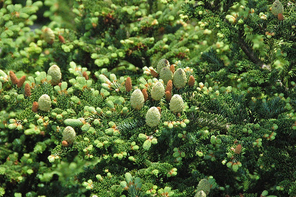 Abeto Fraser (Abies fraseri)