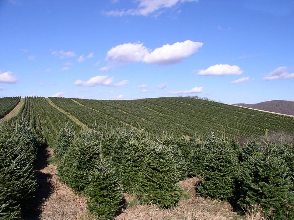 Como plantar Abeto Fraser (Abies fraseri)_1
