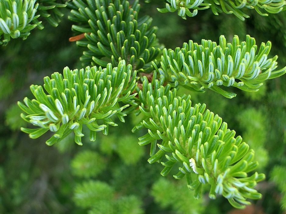 Onde plantar Abeto Fraser (Abies fraseri)_2