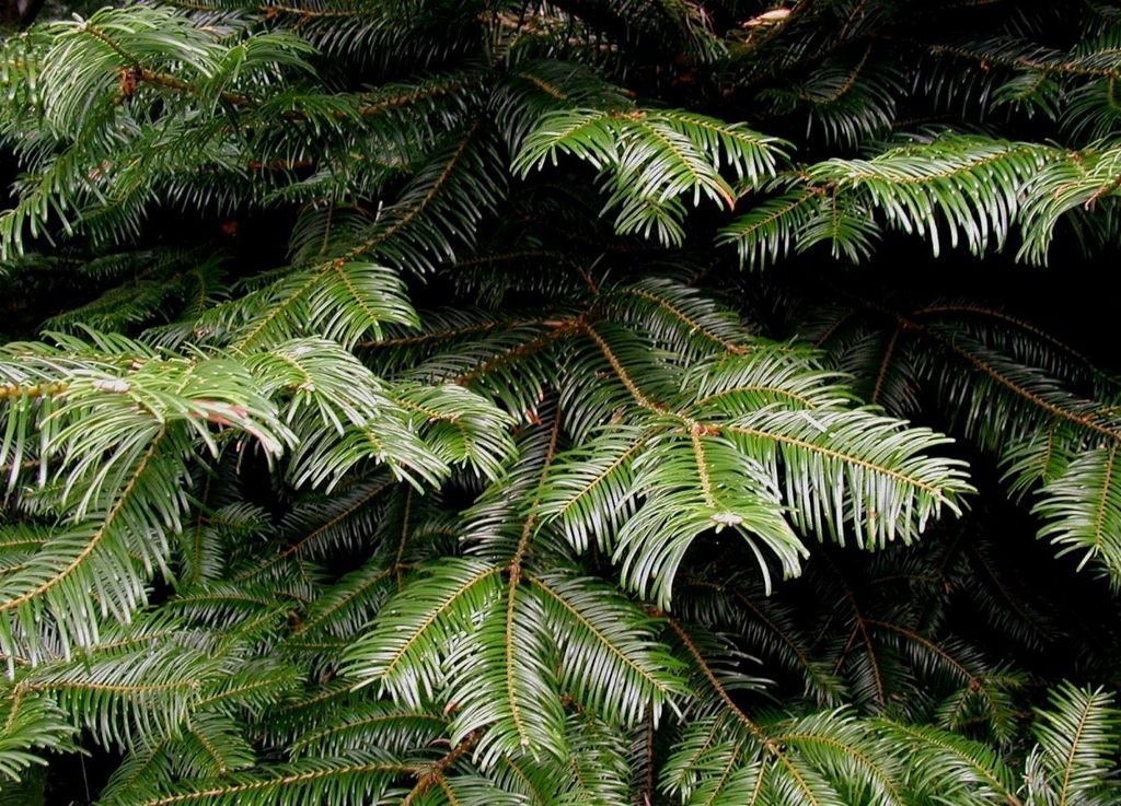 Abeto gigante (Abies grandis)