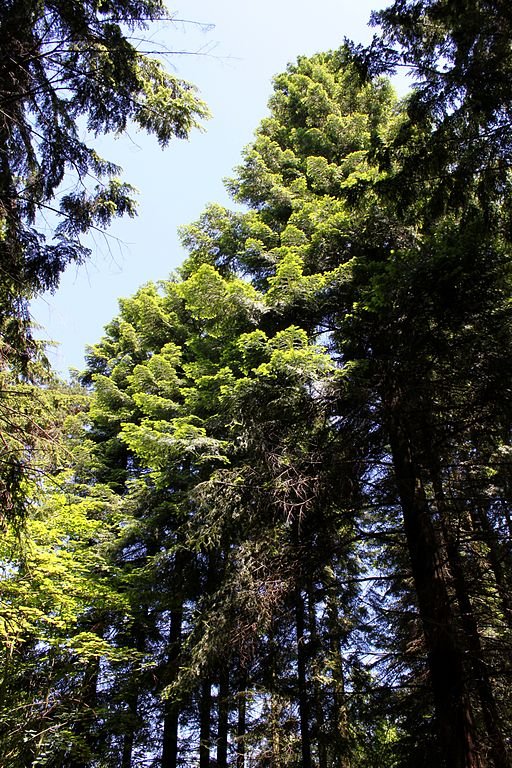 Como plantar Abeto gigante (Abies grandis)_1