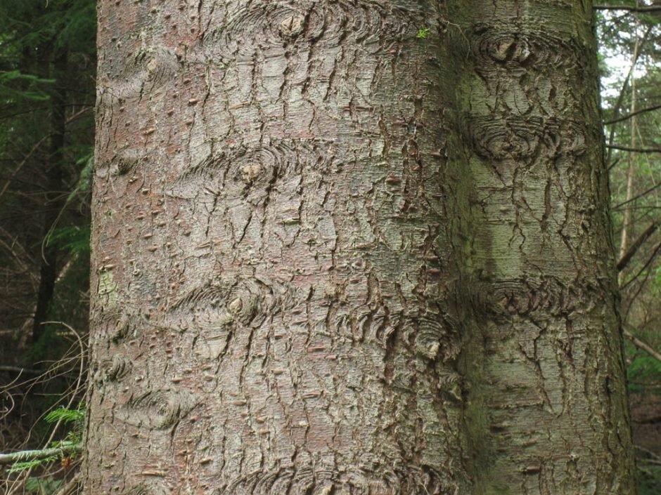 Onde plantar Abeto gigante (Abies grandis)_2