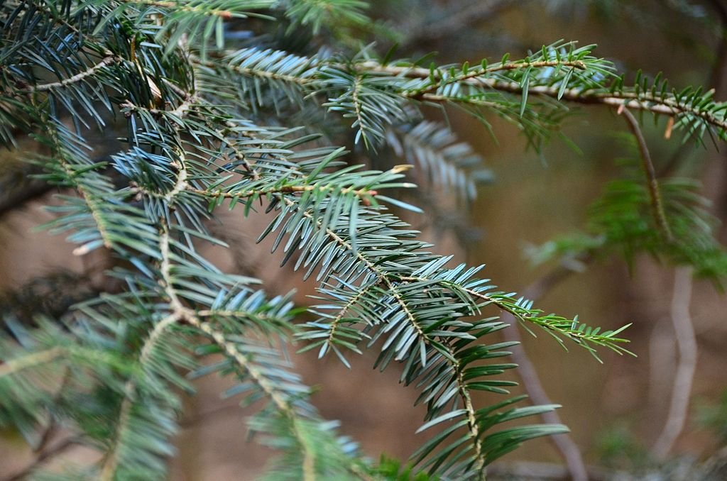 Abeto-prateado (Abies alba)