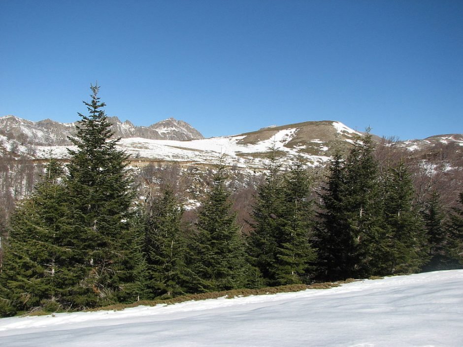 Onde plantar Abeto-prateado (Abies alba)_2