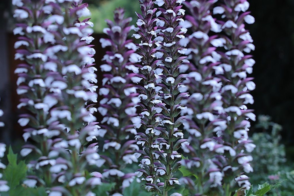 Acanto (Acanthus mollis)