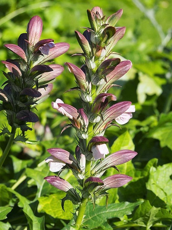 Como plantar Acanto (Acanthus mollis)_1