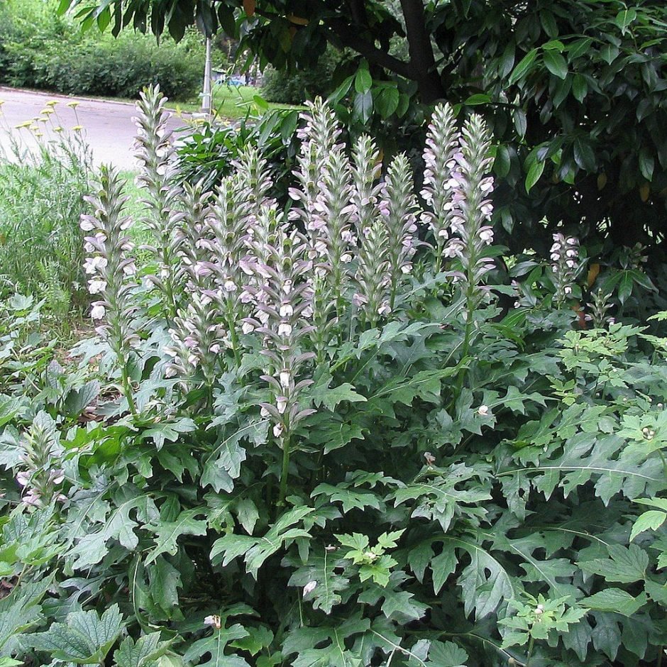 Onde plantar Acanto (Acanthus mollis)_2