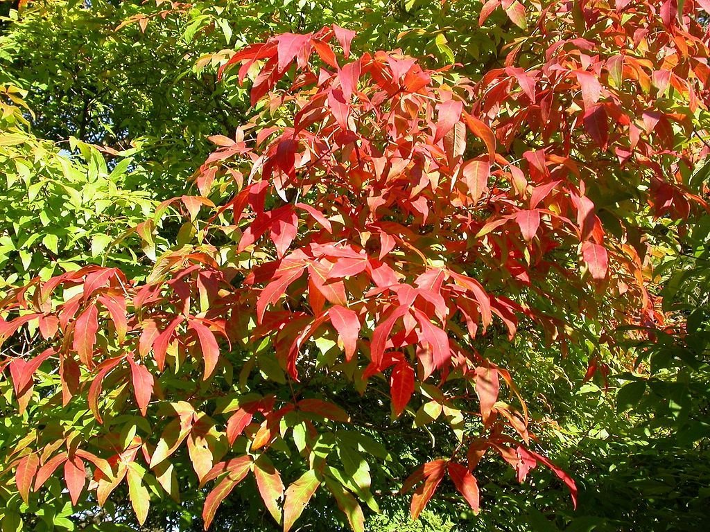 Ácer três flores (Acer triflorum)