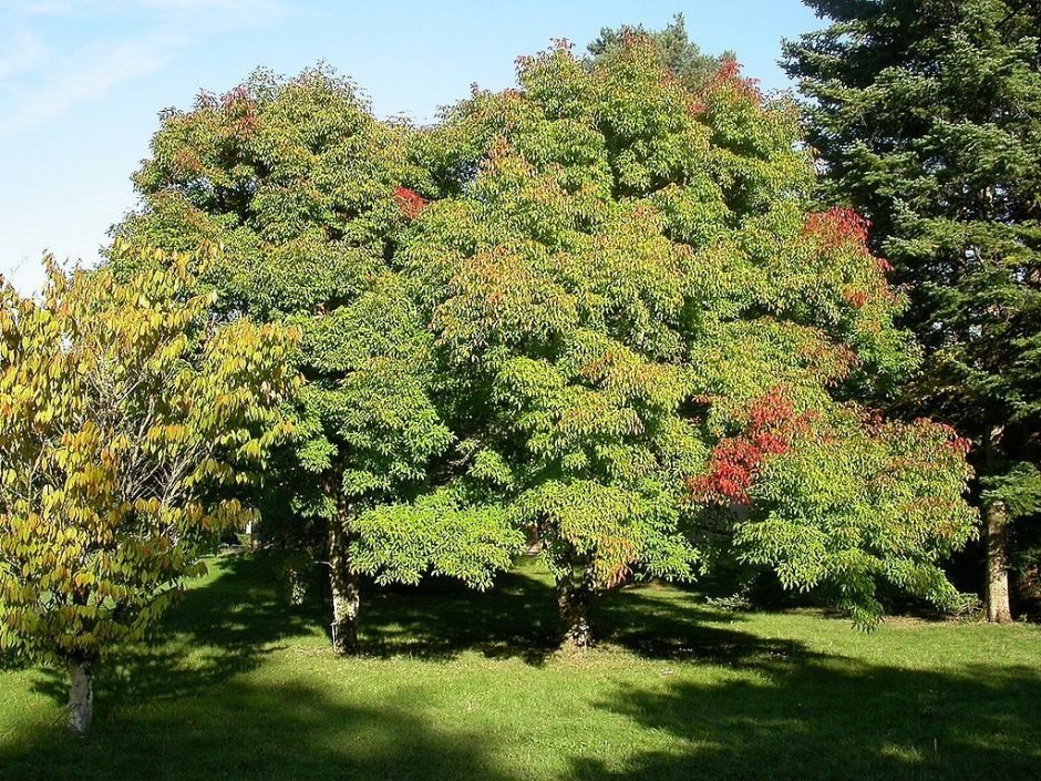 Como plantar Ácer três flores (Acer triflorum)_1