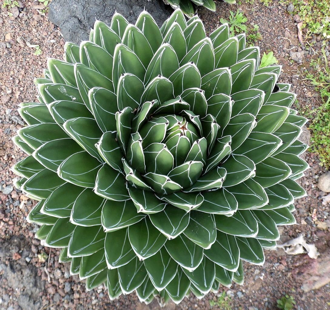 Agave-da-rainha-Victória (Agave victoriae-reginae)