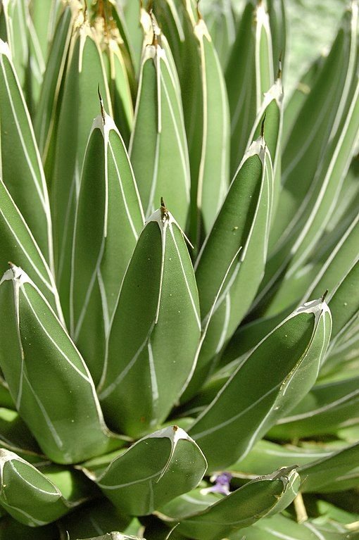 Como plantar Agave-da-rainha-Victória (Agave victoriae-reginae)_1