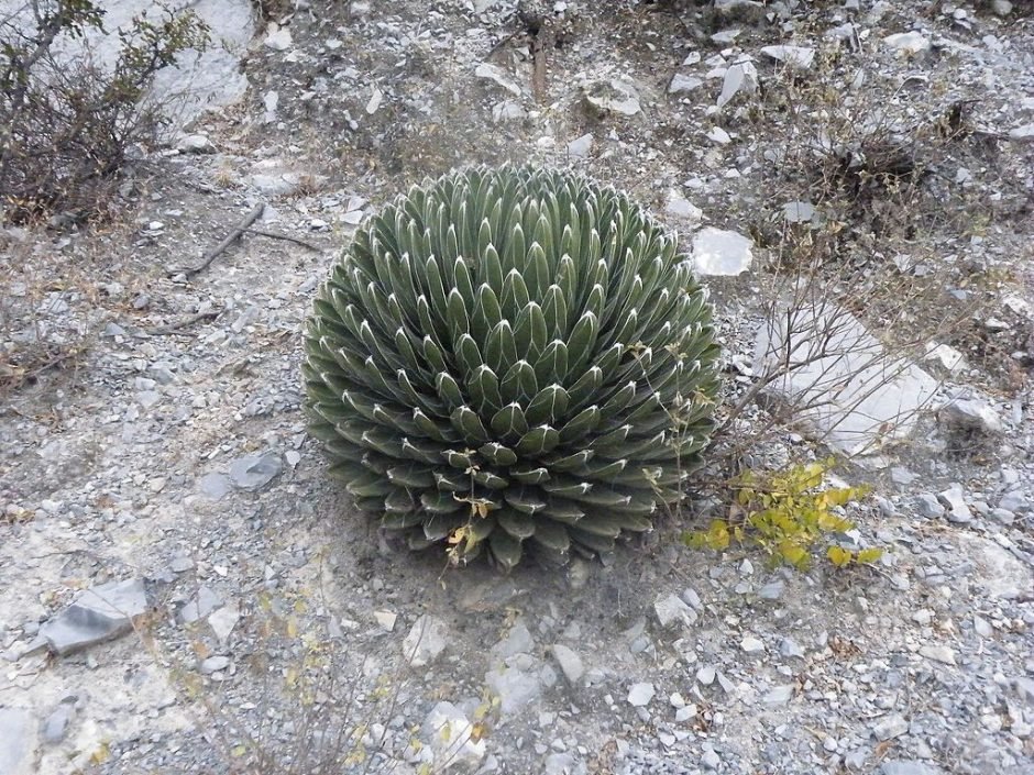 Onde plantar Agave-da-rainha-Victória (Agave victoriae-reginae)_2