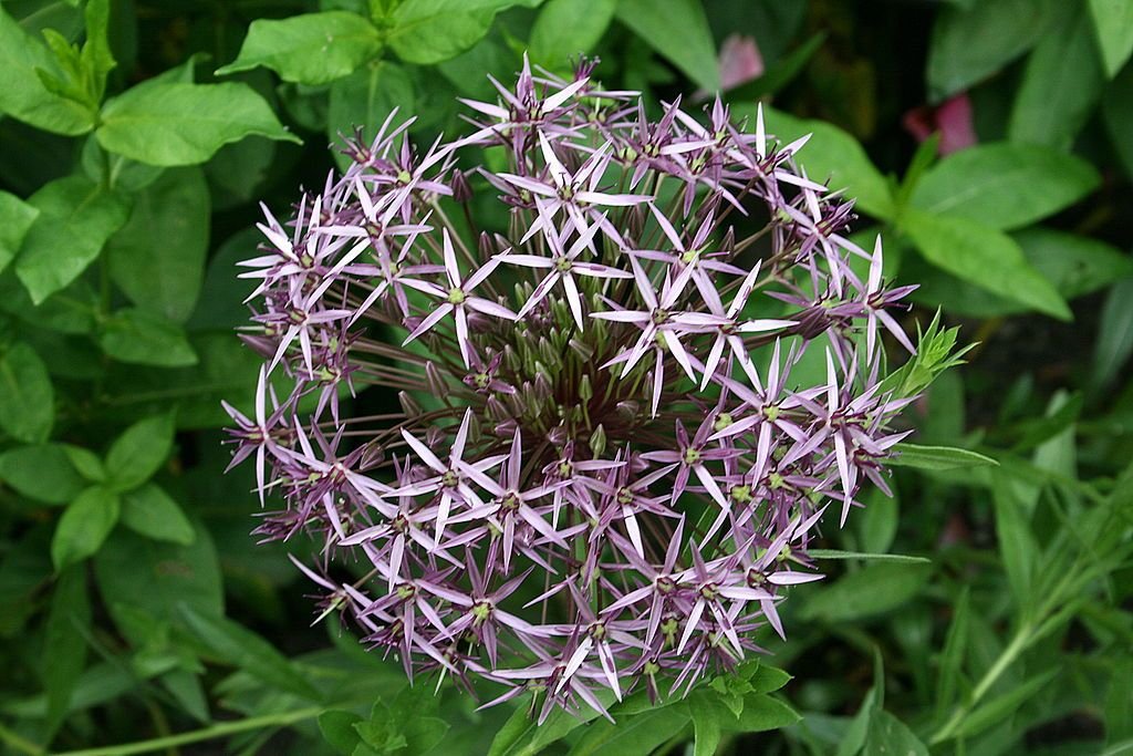 Alho Estrela da Pérsia (Allium cristophii)