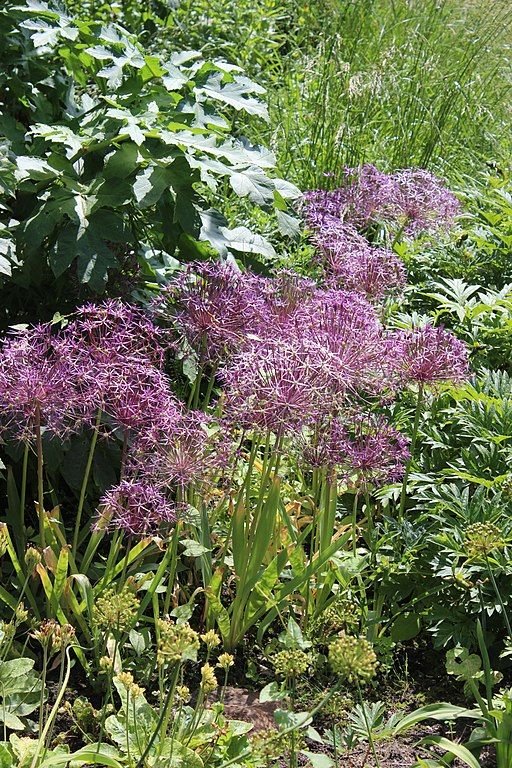 Como plantar Alho Estrela da Pérsia (Allium cristophii)_1