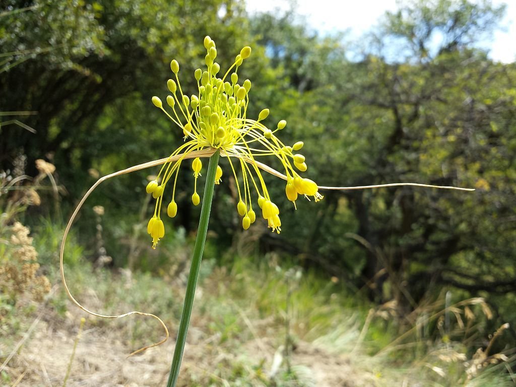 Alho de flor amarela (Allium flavum)