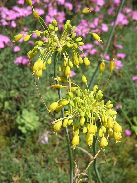 Como plantar Alho de flor amarela (Allium flavum)_1