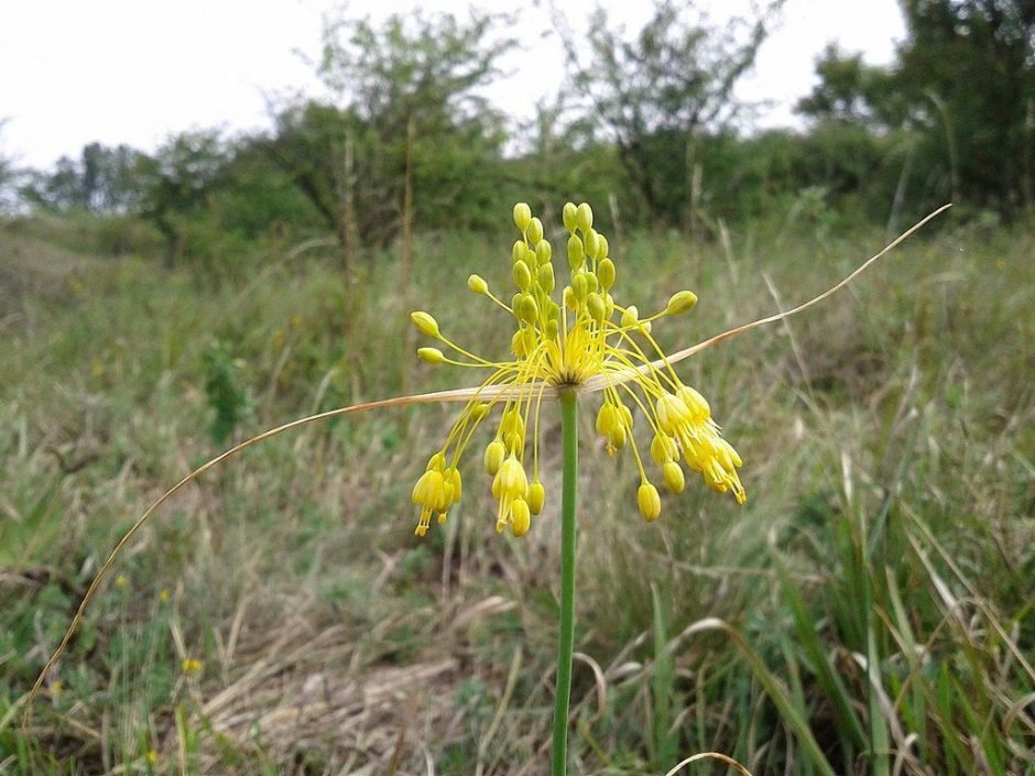Onde plantar Alho de flor amarela (Allium flavum)_2