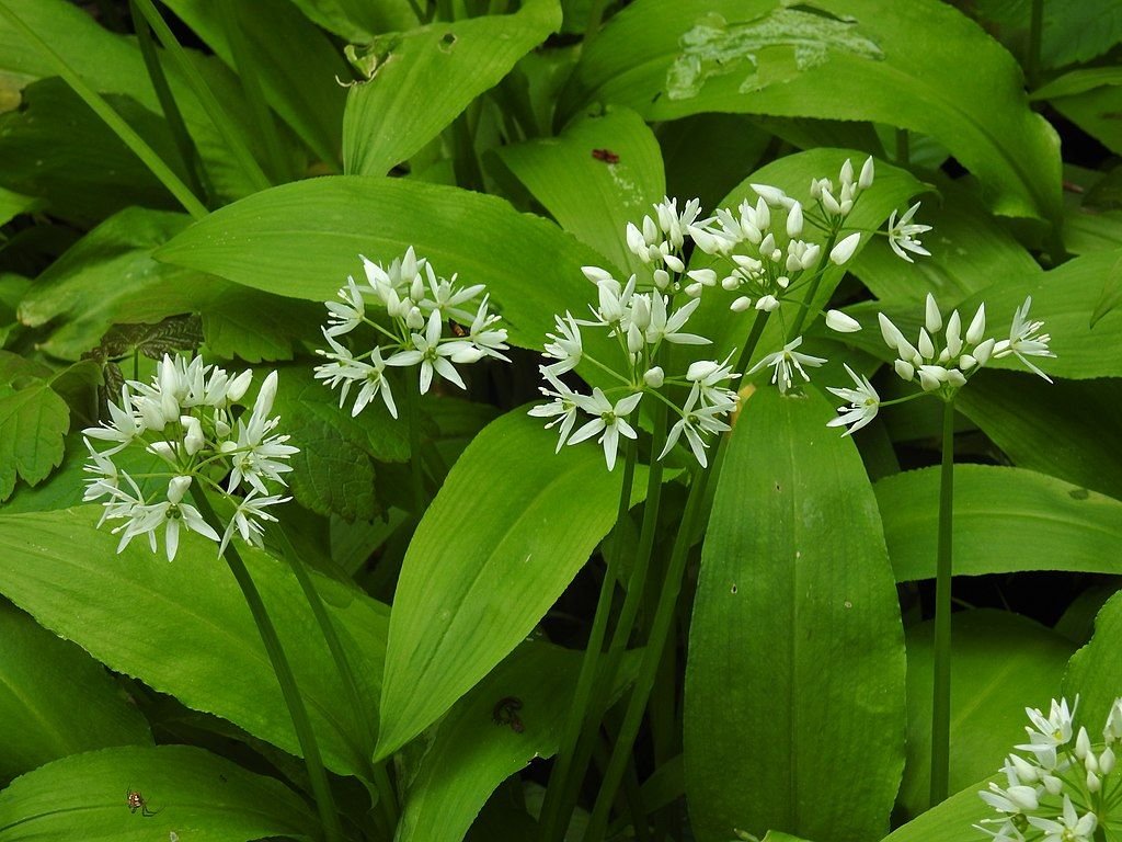 Alho dos ursos (Allium ursinum)