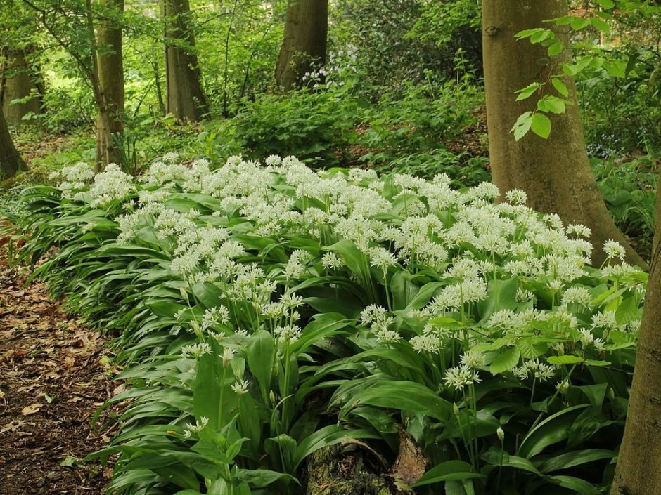 Como plantar Alho dos ursos (Allium ursinum)_1