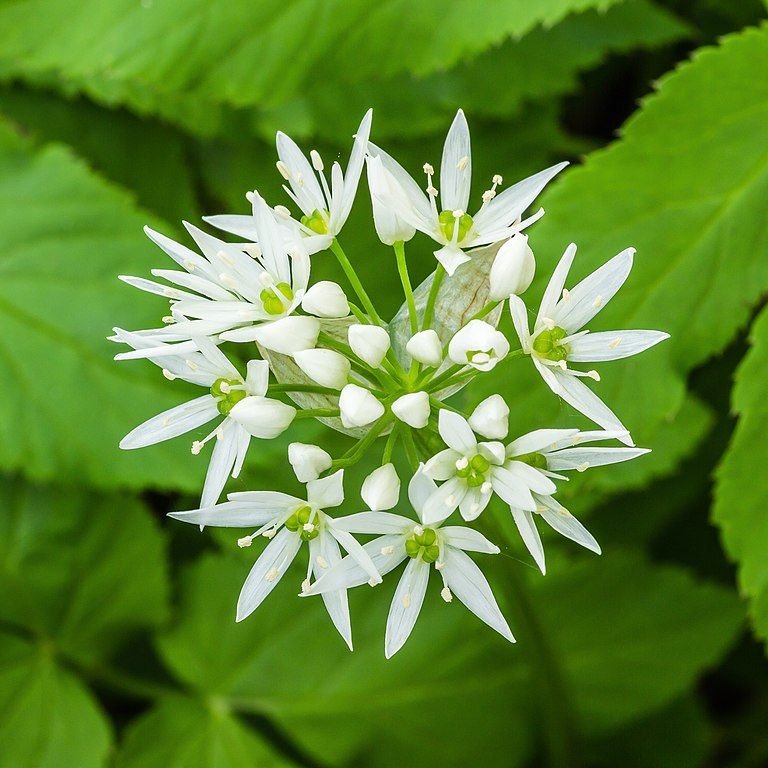 Onde plantar Alho dos ursos (Allium ursinum)_2