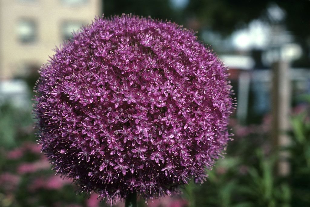 Alho gigante (Allium giganteum)