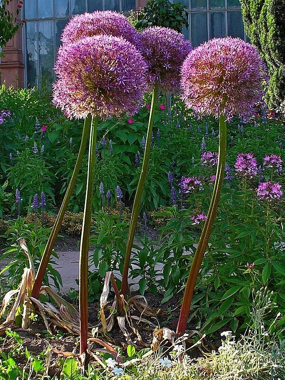 Como plantar Alho gigante (Allium giganteum)_1
