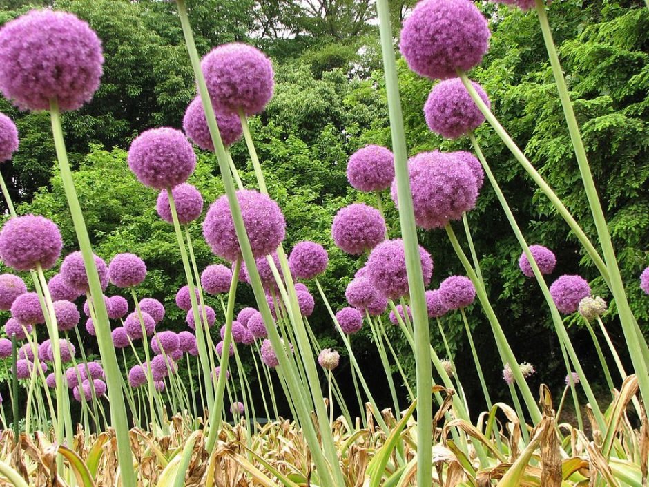 Onde plantar Alho gigante (Allium giganteum)_2