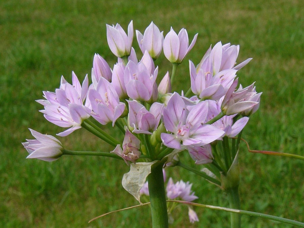 Alho-rosado (Allium roseum)