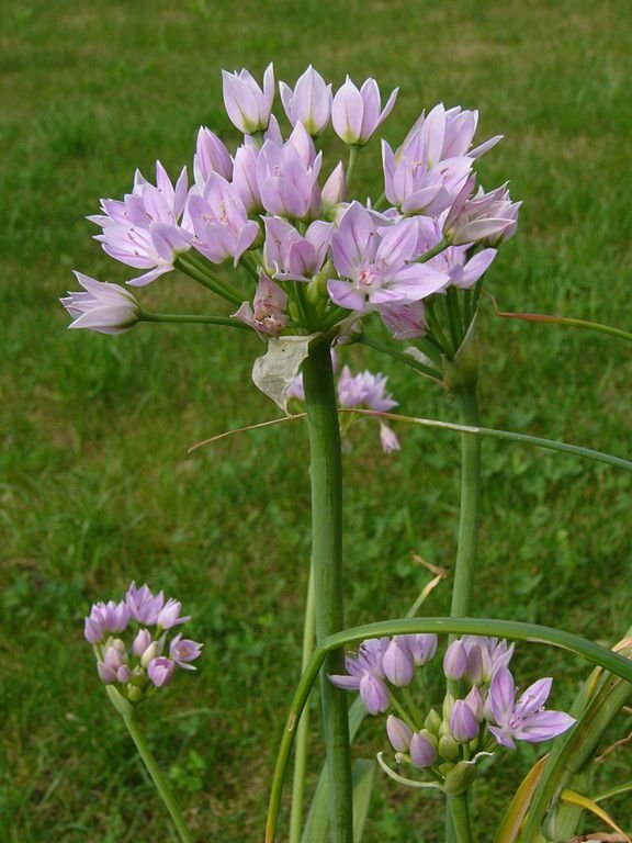 Como plantar Alho-rosado (Allium roseum)_1