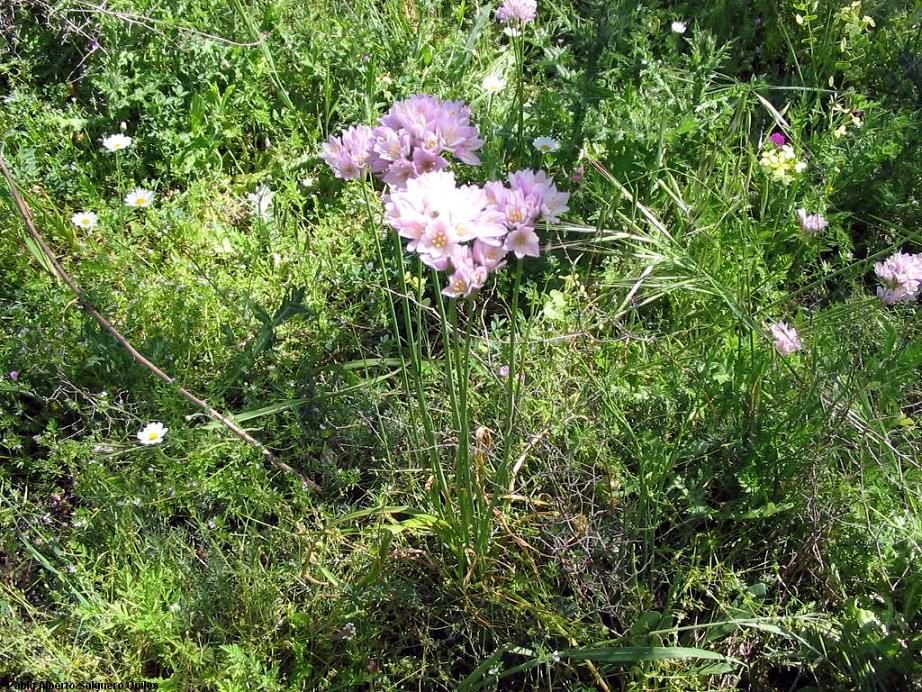 Onde plantar Alho-rosado (Allium roseum)_2