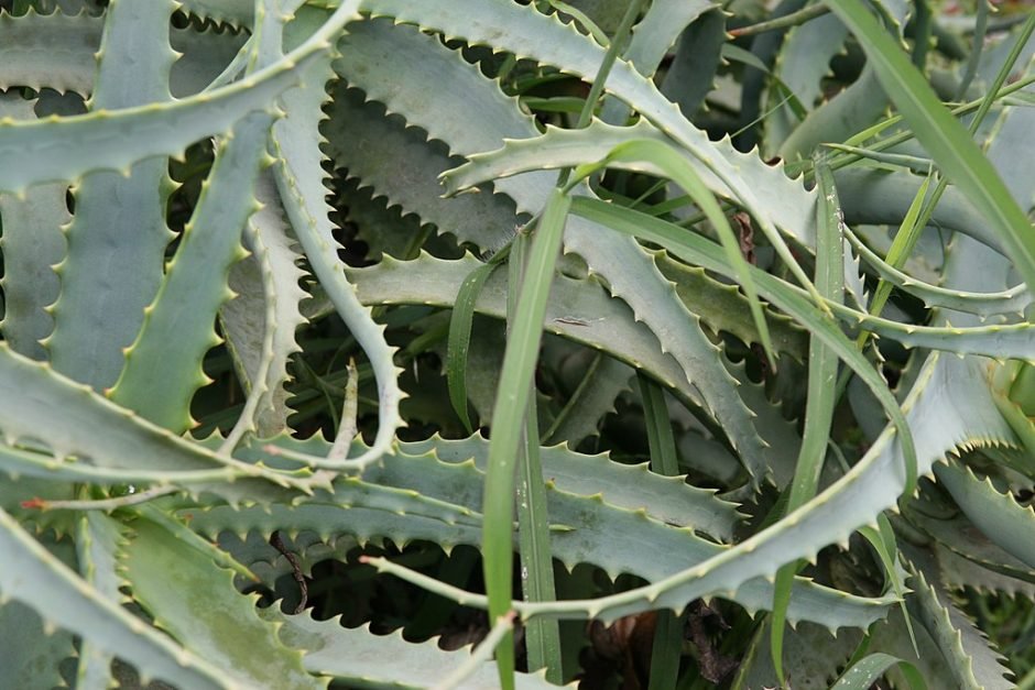 Aloé (Aloe arborescens)