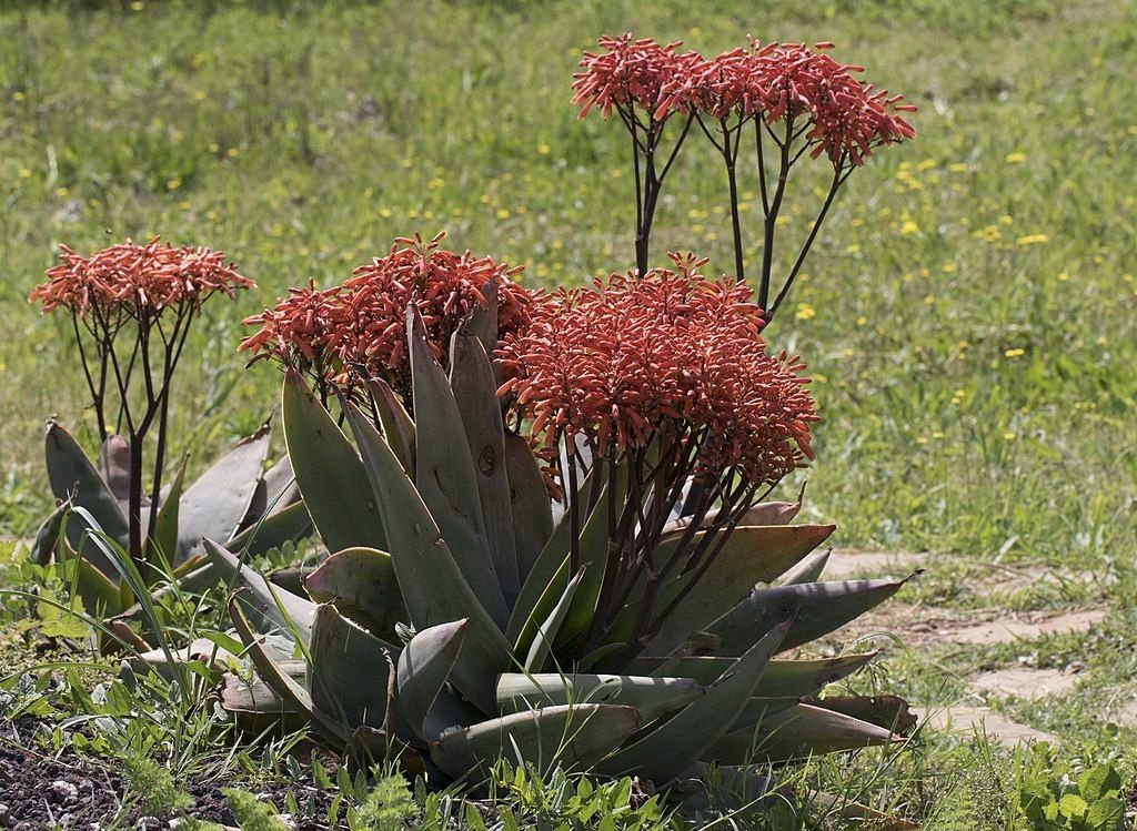 Aloé Coral (Aloe striata)