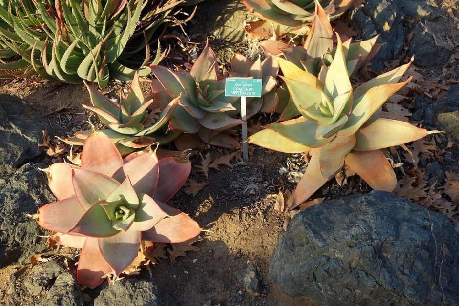Como plantar Aloé Coral (Aloe striata)_1