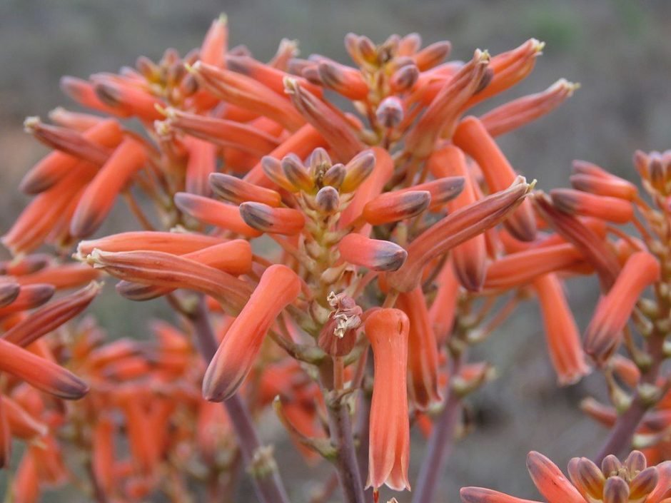 Onde plantar Aloé Coral (Aloe striata)_2