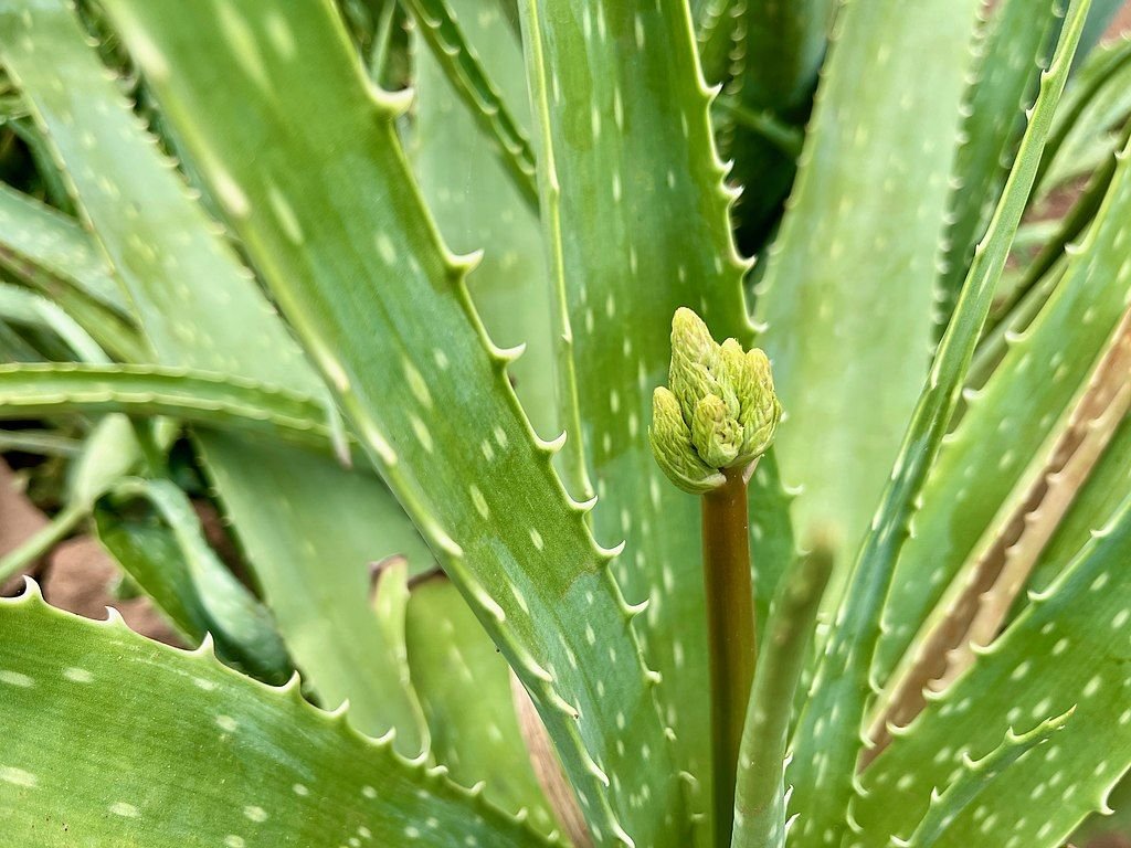 Aloé vera (Aloe vera)