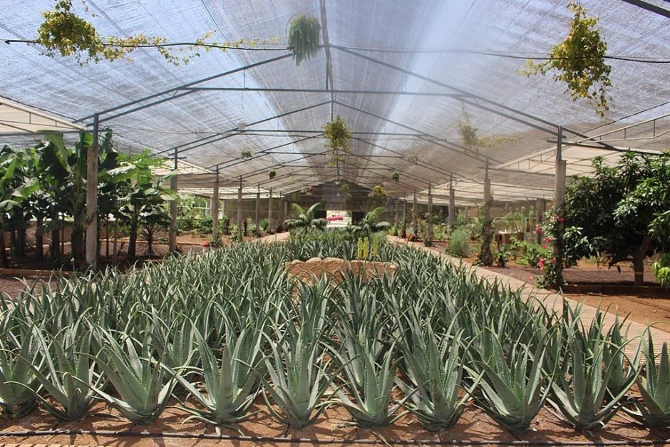 Como plantar Aloé vera (Aloe vera)_1